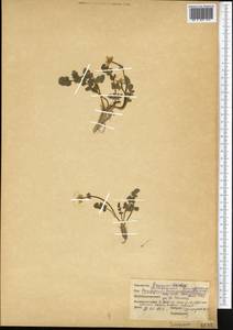 Isopyrum anemonoides Kar. & Kir., Middle Asia, Northern & Central Tian Shan (M4) (Kazakhstan)