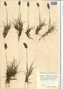 Koeleria asiatica Domin, Eastern Europe, Northern region (E1) (Russia)