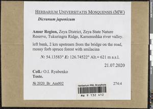 Dicranum japonicum Mitt., Bryophytes, Bryophytes - Russian Far East (excl. Chukotka & Kamchatka) (B20) (Russia)