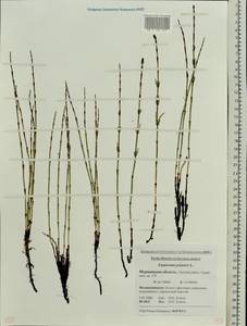 Equisetum palustre L., Eastern Europe, Northern region (E1) (Russia)