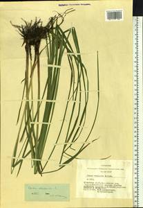 Carex vesicaria L., Siberia, Altai & Sayany Mountains (S2) (Russia)