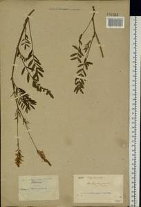 Onobrychis viciifolia Scop., Eastern Europe, North Ukrainian region (E11) (Ukraine)