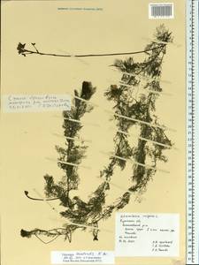 Utricularia ×australis R. Br., Eastern Europe, Central region (E4) (Russia)