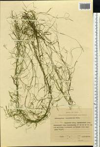 Potamogeton berchtoldii Fieber, Siberia, Russian Far East (S6) (Russia)