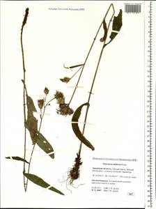 Saussurea umbrosa Kom., Siberia, Russian Far East (S6) (Russia)