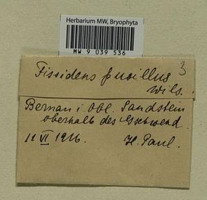 Fissidens pusillus (Wilson) Milde, Bryophytes, Bryophytes - Western Europe (BEu) (Germany)