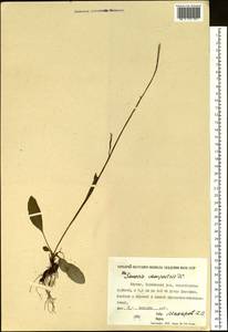 Tephroseris integrifolia (L.) Holub, Siberia, Yakutia (S5) (Russia)