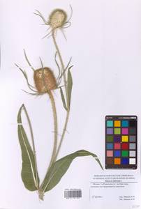 Dipsacus fullonum L., Eastern Europe, Moscow region (E4a) (Russia)