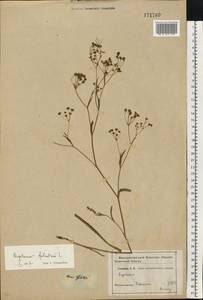 Bupleurum falcatum L., Eastern Europe, Rostov Oblast (E12a) (Russia)