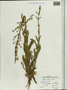 Silene viscosa (L.) Pers., Eastern Europe, Lower Volga region (E9) (Russia)