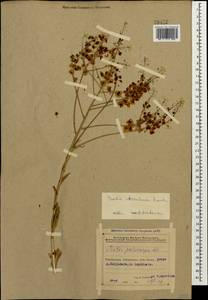 Isatis cappadocica subsp. steveniana (Trautv.) P.H. Davis, Caucasus, Azerbaijan (K6) (Azerbaijan)
