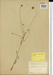 Jasione montana L., Eastern Europe, Central forest-and-steppe region (E6) (Russia)