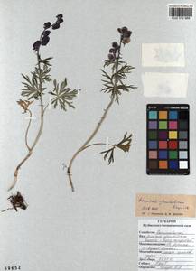 Aconitum glandulosum Rapaics, Siberia, Altai & Sayany Mountains (S2) (Russia)