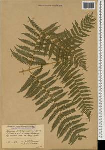 Pteridium aquilinum (L.) Kuhn, Caucasus, Abkhazia (K4a) (Abkhazia)