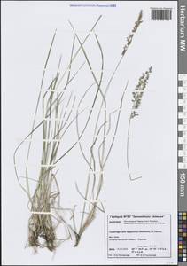 Calamagrostis lapponica (Wahlenb.) Hartm., Siberia, Central Siberia (S3) (Russia)