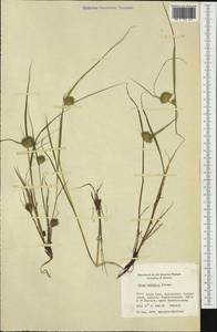 Carex bohemica Schreb., Western Europe (EUR) (Finland)