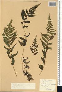 Deparia japonica (Thunb.) M. Kato, South Asia, South Asia (Asia outside ex-Soviet states and Mongolia) (ASIA) (China)