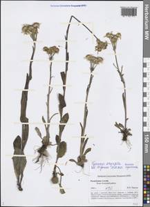 Tephroseris integrifolia (L.) Holub, Siberia, Altai & Sayany Mountains (S2) (Russia)