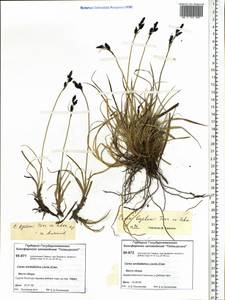 Carex bigelowii subsp. arctisibirica (Jurtzev) Á.Löve & D.Löve, Siberia, Central Siberia (S3) (Russia)