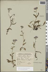 Myosotis asiatica (Vestergr. ex Hultén) Schischk. & Serg., Eastern Europe, Northern region (E1) (Russia)