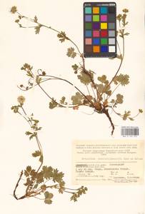 Potentilla crantzii (Crantz) Beck ex Fritsch, Eastern Europe, Northern region (E1) (Russia)