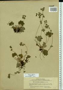 Alchemilla glaucescens Wallr., Eastern Europe, North-Western region (E2) (Russia)