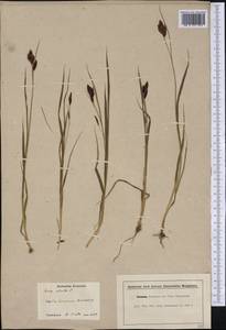 Carex atrata L., America (AMER) (Canada)