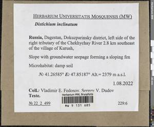 Distichium inclinatum (Hedw.) Bruch & Schimp., Bryophytes, Bryophytes - North Caucasus & Ciscaucasia (B12) (Russia)