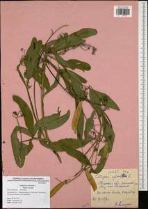 Lathyrus sylvestris L., Eastern Europe, Central region (E4) (Russia)