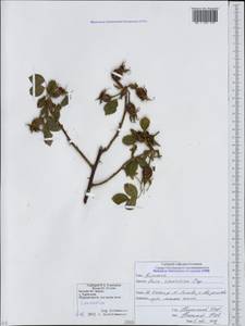 Rosa oxyodon Boiss., Caucasus, South Ossetia (K4b) (South Ossetia)