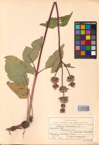 MHA 0 154 224, Phlomoides tuberosa (L.) Moench, Eastern Europe, Central region (E4) (Russia)