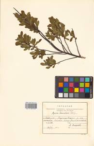 Myrica gale subsp. tomentosa (C. DC.) A. E. Murray, Siberia, Russian Far East (S6) (Russia)