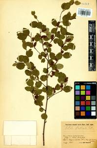 Betula fruticosa Pall., Siberia, Baikal & Transbaikal region (S4) (Russia)