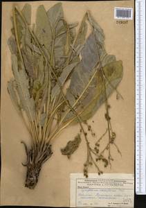 Cynoglossum viridiflorum Pall. ex Lehm., Middle Asia, Caspian Ustyurt & Northern Aralia (M8) (Kazakhstan)