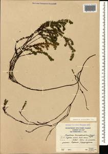 Empetrum nigrum subsp. caucasicum (Juz.) Kuvaev, Caucasus, South Ossetia (K4b) (South Ossetia)