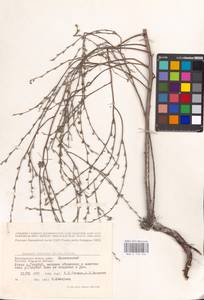 Lappula barbata (M. Bieb.) Gürke, Eastern Europe, Lower Volga region (E9) (Russia)