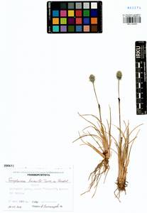 Eriophorum humile Turcz., Siberia, Yakutia (S5) (Russia)