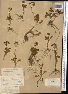 Valeriana martjanovii Krylov, Middle Asia, Dzungarian Alatau & Tarbagatai (M5) (Kazakhstan)