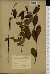 Salix caprea × phylicifolia, Eastern Europe, Latvia (E2b) (Latvia)