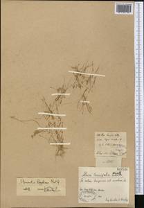 Sabulina regeliana (Trautv.) Dillenb. & Kadereit, Middle Asia, Muyunkumy, Balkhash & Betpak-Dala (M9) (Kazakhstan)
