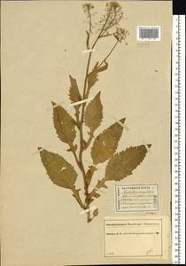Rorippa amphibia (L.) Besser, Eastern Europe, Central forest region (E5) (Russia)