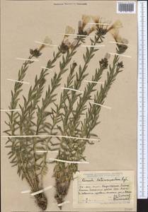 Linum heterosepalum, Middle Asia, Dzungarian Alatau & Tarbagatai (M5) (Kazakhstan)