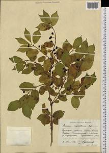 Lonicera ruprechtiana Regel, Siberia, Russian Far East (S6) (Russia)