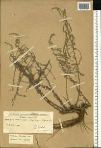 Artemisia lercheana Weber ex Stechm., Eastern Europe, Lower Volga region (E9) (Russia)