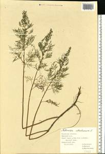 Artemisia abrotanum L., Eastern Europe, Central region (E4) (Russia)