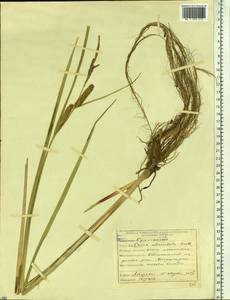 Carex rostrata Stokes, Siberia, Yakutia (S5) (Russia)