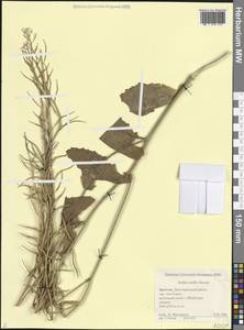 Arabis mollis Steven, Caucasus, Dagestan (K2) (Russia)