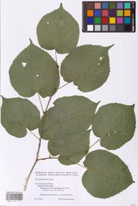 Tilia platyphyllos Scop., Eastern Europe, Central forest-and-steppe region (E6) (Russia)