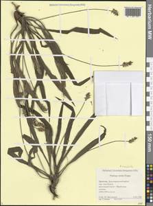 Plantago atrata subsp. spadicea (Pilg.) Pilg., Caucasus, Dagestan (K2) (Russia)