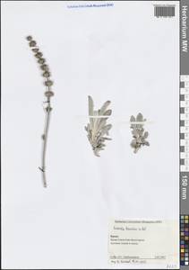 Sideritis taurica Steph. ex Willd., Crimea (KRYM) (Russia)